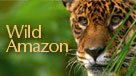Wild Amazon