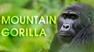 Mountain Gorilla