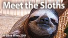 Meet the Sloths
