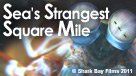 The Sea's Strangest Square Mile