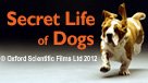 Secret Life of Dogs