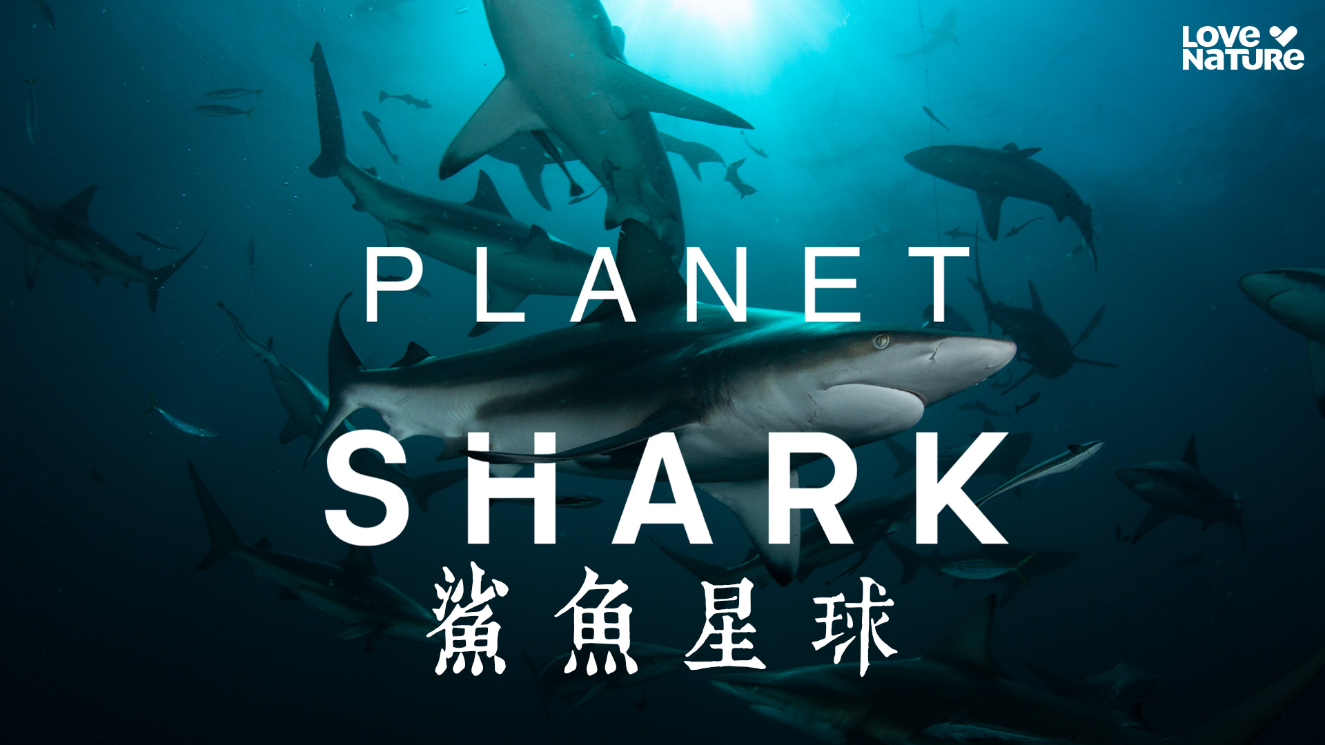 鯊魚星球- myTV SUPER線上看