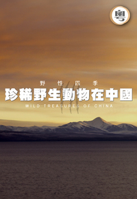 野性四季：珍稀野生動物在中國- myTV SUPER線上看