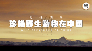 野性四季：珍稀野生動物在中國- myTV SUPER線上看