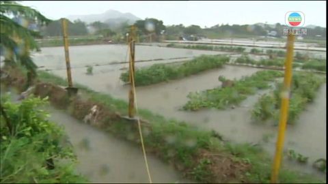 上水有農田被水淹浸　水深超過一米