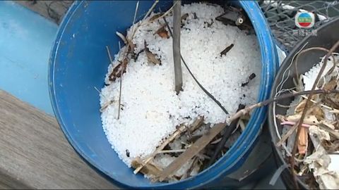 本港多個魚排發現膠粒