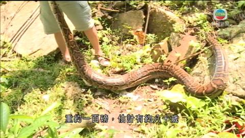 西貢大網仔新村發現百磅蟒蛇