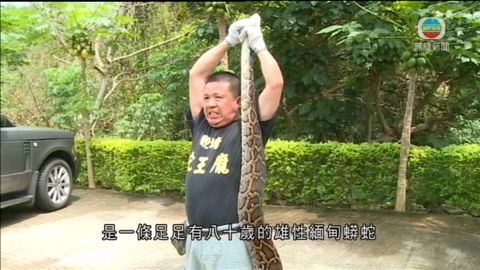 西貢發現八十歲大蠎蛇