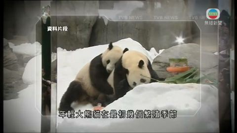 盈盈進入發情期  海洋公園製造交配機會