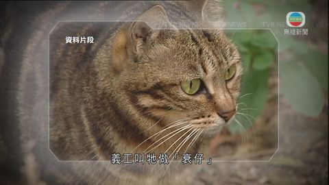 動物權益團體指虐畜案增判刑有阻嚇作用 動物權益團體指虐畜案增判刑有阻嚇作用