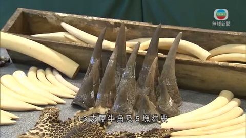 海關破本港首宗三種瀕危物種混合走私案