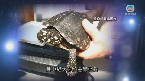 男子非法進口瀕危物種黑池龜判囚三個月