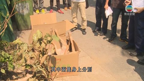 元朗垃圾站發現六隻唐狗屍體