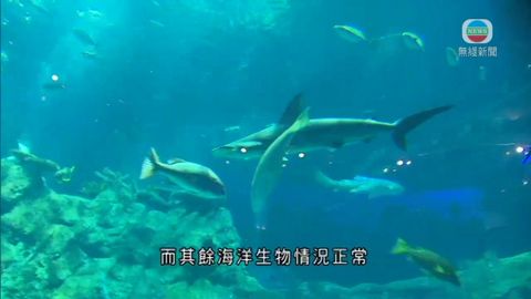 有專家估計鎚頭鯊因病毒感染死亡 有專家估計鎚頭鯊因病毒感染死亡