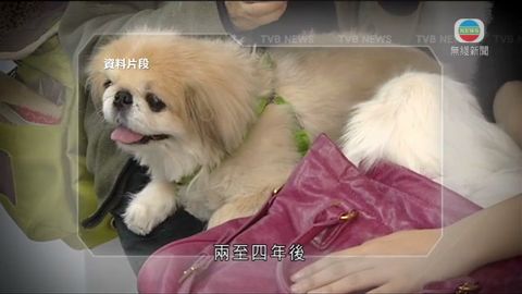 教資會否決以公帑資助城大開設獸醫學院