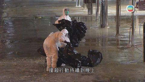 長沙灣臨時家禽批發市場完成銷毀活家禽