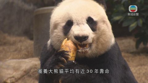 海洋公園大熊貓佳佳年夏將踏入36歲