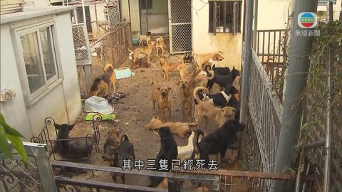 元朗錦田懷疑虐畜案發現三狗屍