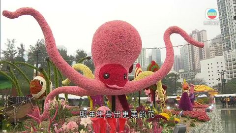 花卉展周五起維園開放部分花較預期遲開 花卉展周五起維園開放部分花較預期遲開
