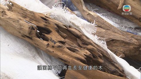 土沉香價高惹人非法砍伐轉售至內地 土沉香價高惹人非法砍伐轉售至內地