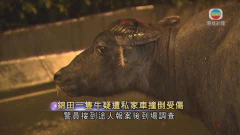 錦田一隻牛疑遭私家車撞倒受傷