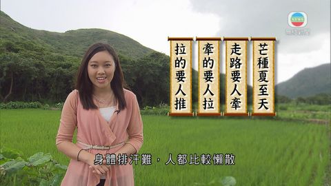廿四節氣之芒種 廿四節氣之芒種