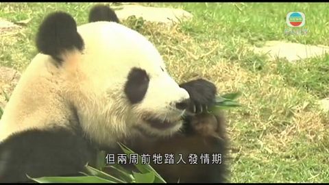 澳門大熊貓心心腎衰竭辭世  專家指罕見