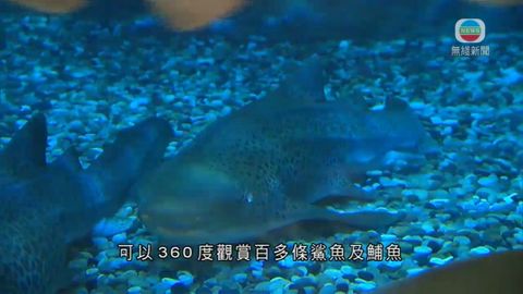 海洋公園翻新鯊魚館明天開幕 海洋公園翻新鯊魚館明天開幕