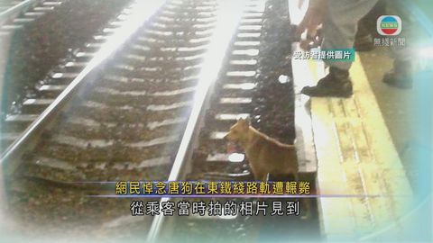 港鐵稱就唐狗疑遭輾斃事件檢討處理手法
