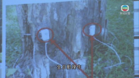 中大護樹系統監控樹木免被盜及倒塌風險 中大護樹系統監控樹木免被盜及倒塌風險