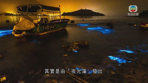 夜光藻發出藍光 專家:顯示海水或有污染物 夜光藻發出藍光 專家:顯示海水或有污染物