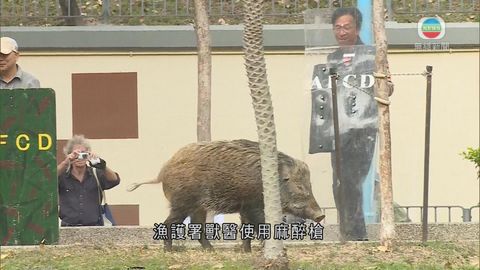 沙田頭村野豬出沒  檢查後放歸郊野公園