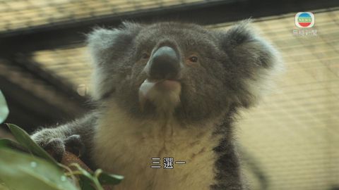 澳洲來港樹熊三月海洋公園和市民見面