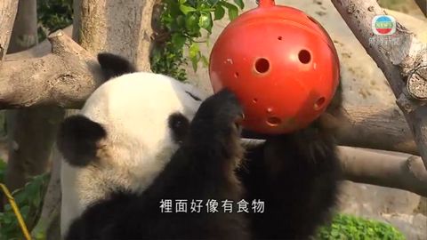 訓練國寶級動物主動覓食 海洋公園有新猶