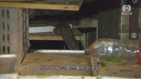 九龍城屬鼠患最嚴重地區  滅鼠運動繼續