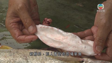 養殖白花魚製花膠 漁業基金貸款助升級 養殖白花魚製花膠 漁業基金貸款助升級