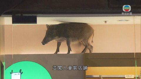 野豬逛杏花邨商場  爬假天花被困童裝店
