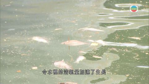 觀塘海面續打撈死魚  料颱風致海水缺氧