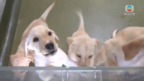 警犬隊繁殖13幼犬  食玩鍛練年半後入班