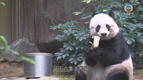 佳佳破兩世界紀錄 成全球最長壽圈養大熊貓 佳佳破兩世界紀錄 成全球最長壽圈養大熊貓