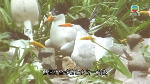 兩地保育機構聯手 中華鳳頭燕鷗數量回升