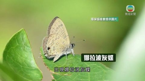 本港近期出現多種罕有蝴蝶 或因氣候暖化