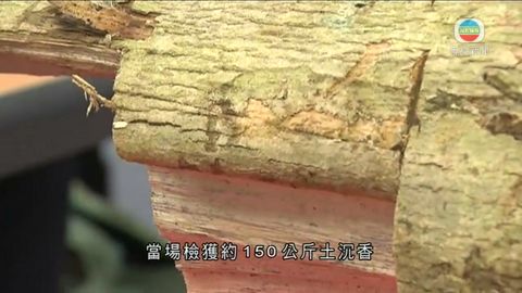 警南丫島拘5內地男子 涉非法砍伐土沉香