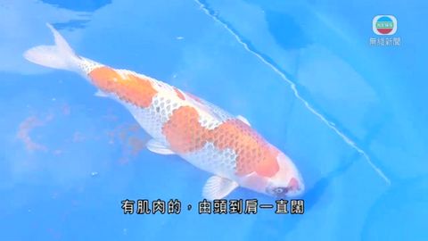 九龍公園辦錦鯉「選美」 冠軍飼主分享秘訣 九龍公園辦錦鯉「選美」 冠軍飼主分享秘訣