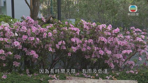 學者指天氣反覆 本港部分花種出現異常