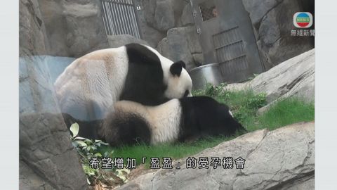 海洋公園大熊貓盈盈樂樂交配失敗 展館重開