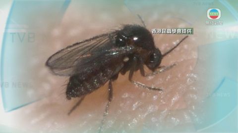 蠓患引關注 當局指本地品種不致嚴重傳染病 蠓患引關注 當局指本地品種不致嚴重傳染病