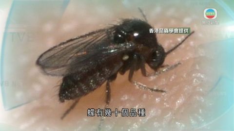 本地小孩被蠓叮咬情況增 當局指會檢視情況 本地小孩被蠓叮咬情況增 當局指會檢視情況