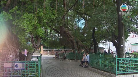 探古尋源:榕樹頭 印證華人逾百年娛樂歷史 探古尋源:榕樹頭 印證華人逾百年娛樂歷史