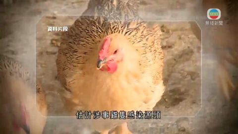 若證實雞場無病毒 雞農促盡快恢復活雞供應 若證實雞場無病毒 雞農促盡快恢復活雞供應